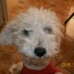 perro de mi prima favorita